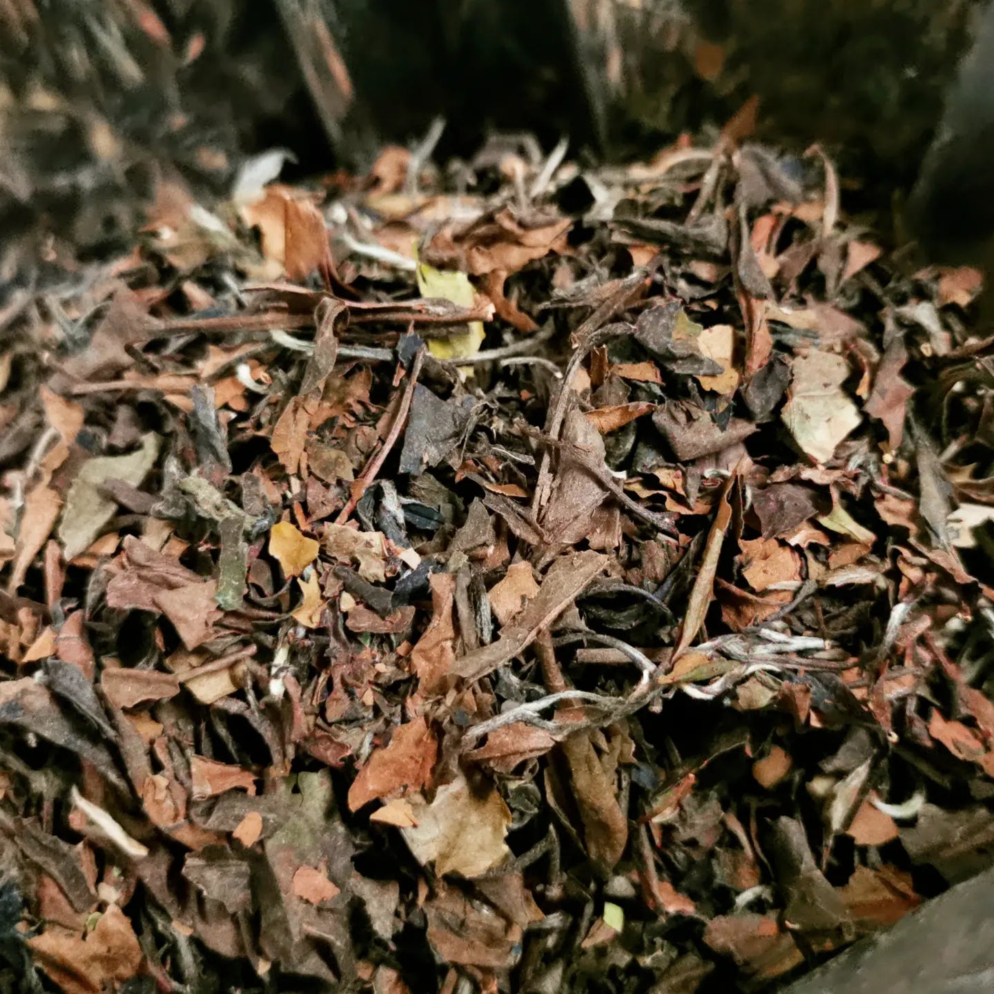 Aged White-tea 2012 Shou-mee 12年老白茶 壽眉